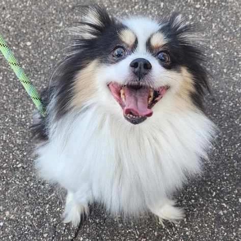 Angel aka Marge