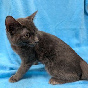 John, Baby Male Domestic Short Hair