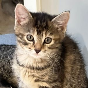 Ellie (Eliot), Baby Female Domestic Short Hair