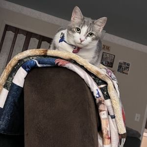 Danali, Young Female Domestic Short Hair