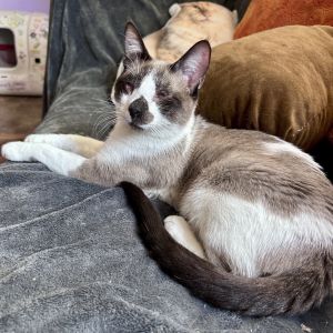 Nuggy 2025, Young Male Domestic Short Hair