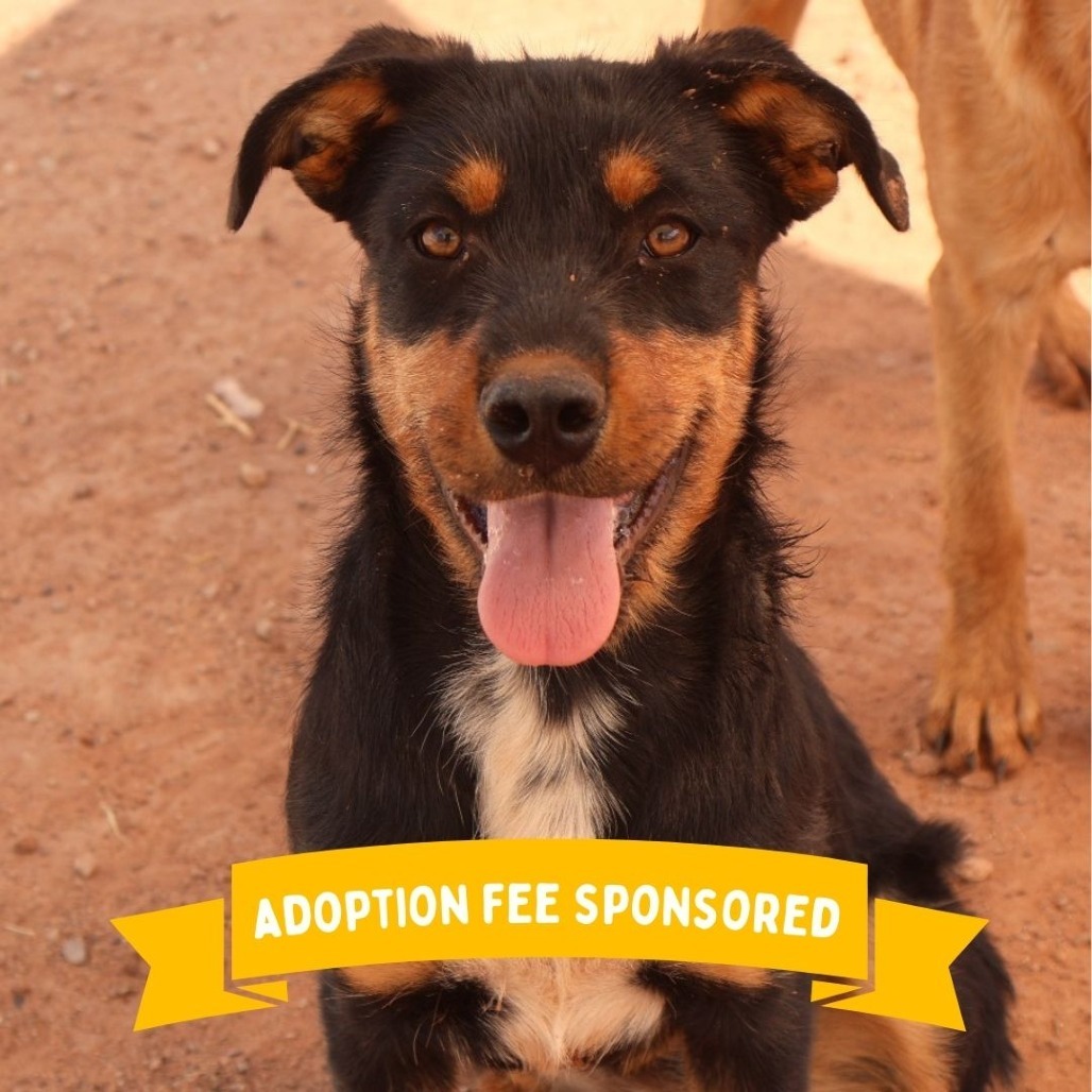 Beth, an adoptable Mixed Breed in Moab, UT, 84532 | Photo Image 1