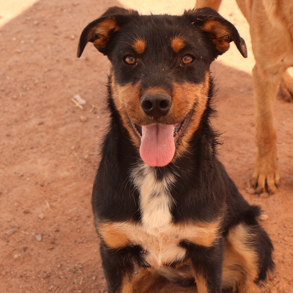 Beth, an adoptable Mixed Breed in Moab, UT, 84532 | Photo Image 2