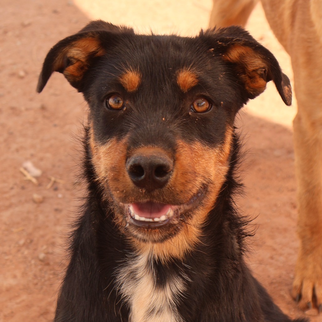 Beth, an adoptable Mixed Breed in Moab, UT, 84532 | Photo Image 3