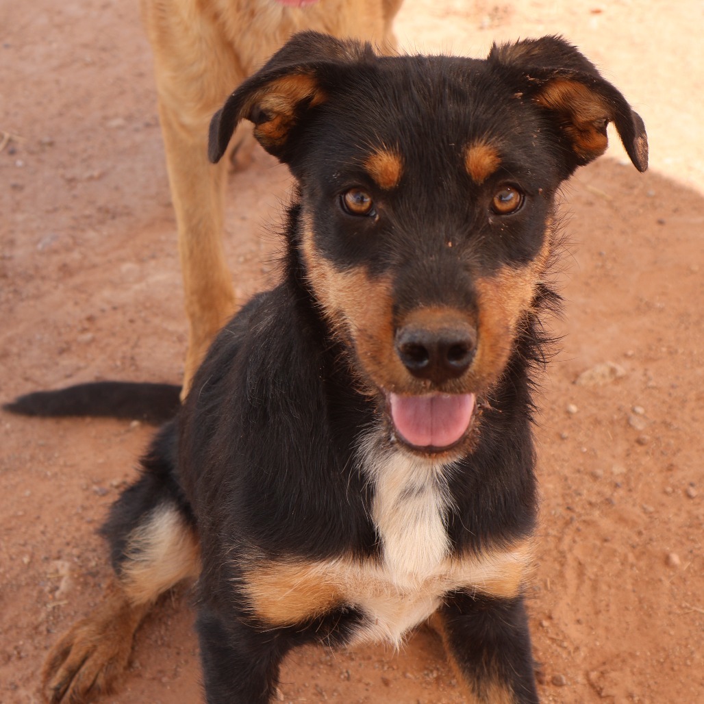 Beth, an adoptable Mixed Breed in Moab, UT, 84532 | Photo Image 4