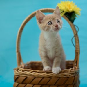 Laffy Taffy-C, Baby Male Domestic Short Hair