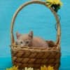 Laffy Taffy-C photo 4