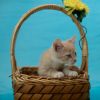 Laffy Taffy-C photo 5