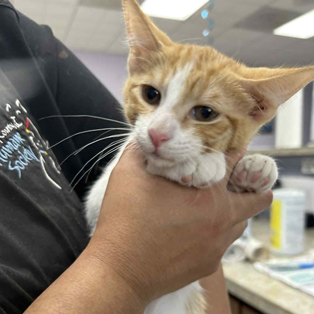 GCK-Stray-48950, an adoptable Domestic Short Hair in Garden City, KS, 67846 | Photo Image 1