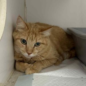 Pumpkin, Adult Female Domestic Short Hair