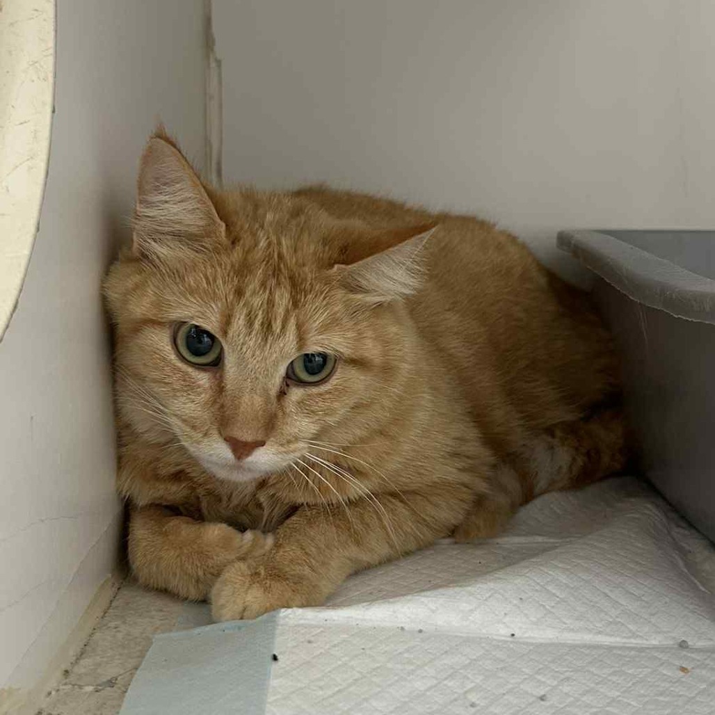 Pumpkin, an adoptable Domestic Short Hair in Garden City, KS, 67846 | Photo Image 1