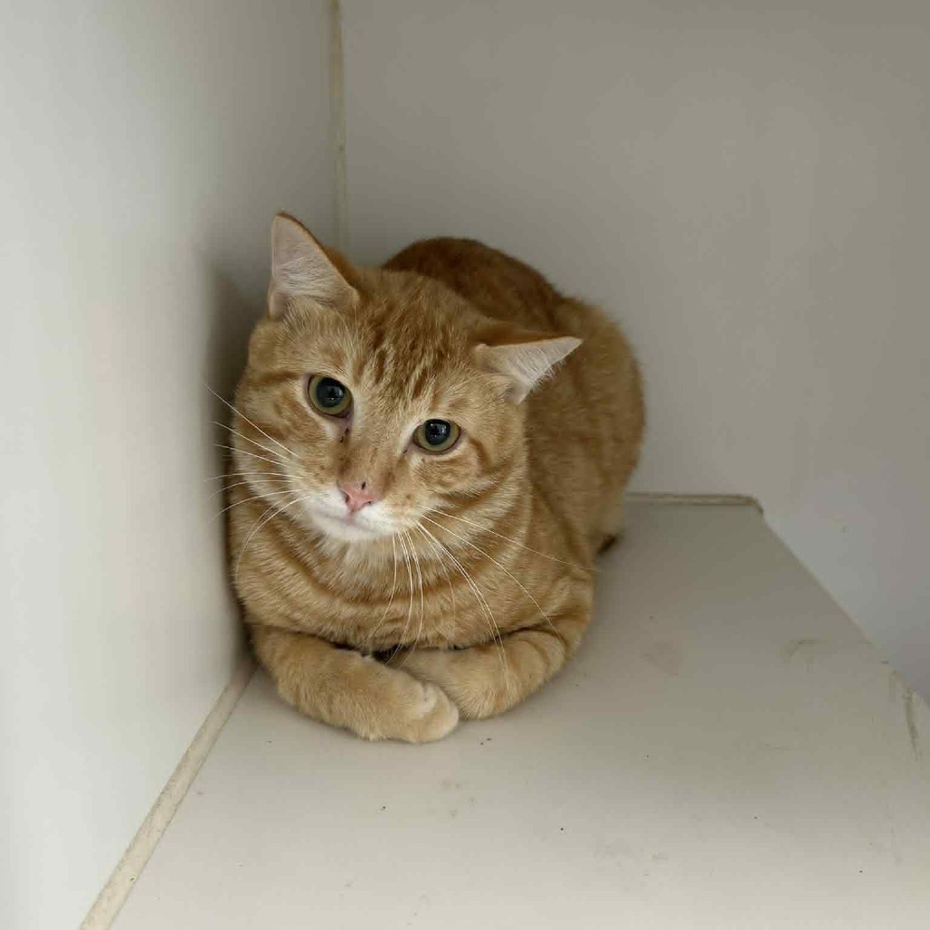 Ginger, an adoptable Domestic Short Hair in Garden City, KS, 67846 | Photo Image 1