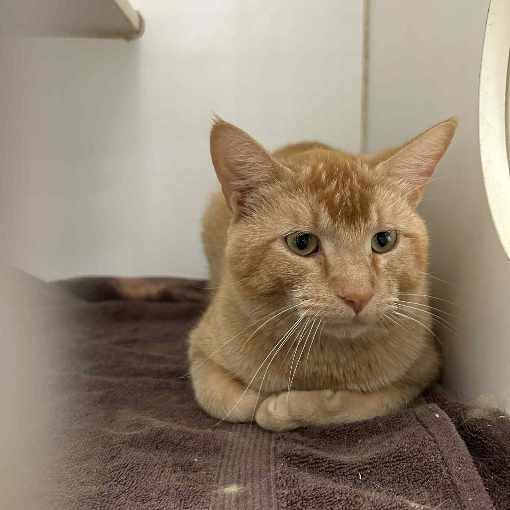 Marmalade