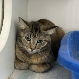 Cinna, Adult Female Domestic Short Hair