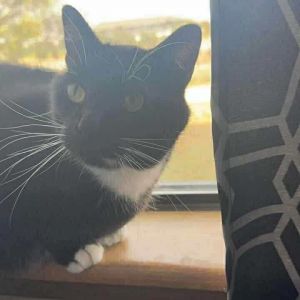 Sylvester, Adult Male Domestic Short Hair
