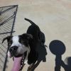 Dax photo 4