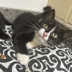 Thistle 25-1183, Baby Male Domestic Short Hair