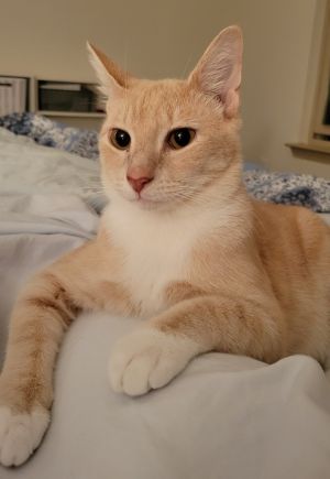 Clover (Fluffskers) Domestic Short Hair Cat