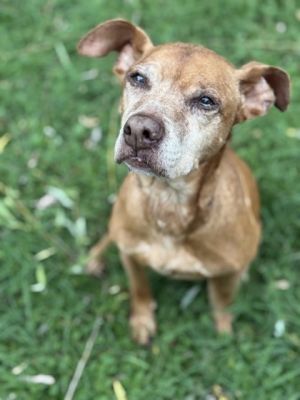 Athena Pit Bull Terrier Dog