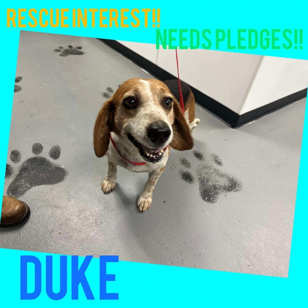 Duke