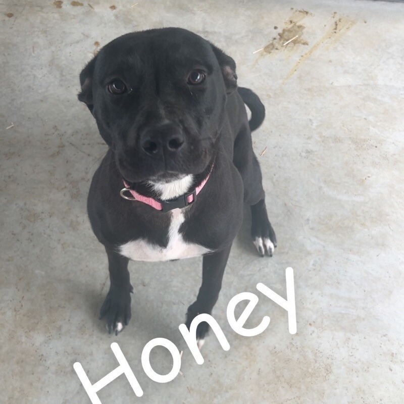Honey