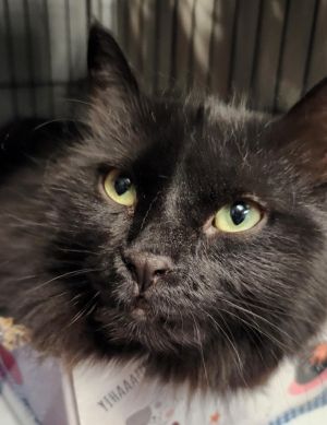 Magic, Adult Female Domestic Long Hair