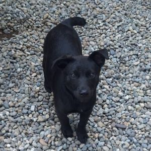 Colt is ready for his furever home He is currently in a foster home with his brother and other hous