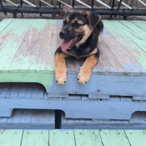 Tucker is ready for his furever home He is currently in a foster home with his brother and other ho
