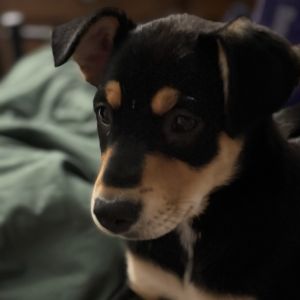 Honor Australian Cattle Dog / Blue Heeler Dog