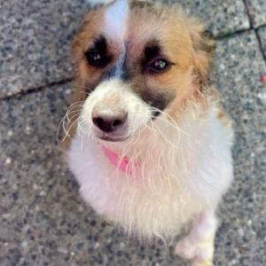 Benny boy arrived from a shelter in Texas He is a couch potato and loves to snuggle his humans He