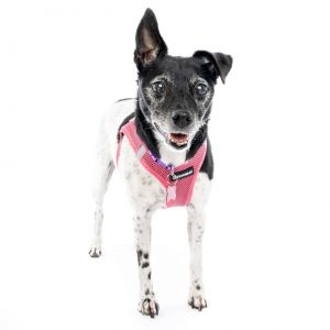 Lights Camera Rikki She may look like just another pretty rat terrier but behind those well-plac