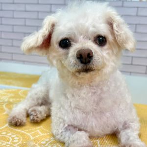 Butch is a 12-year-old 12-pound poodle with a spirited personality and a heart full of love He may