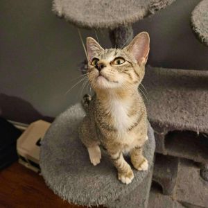 Deva, Baby Female Domestic Short Hair