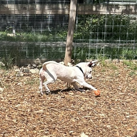 Cruella