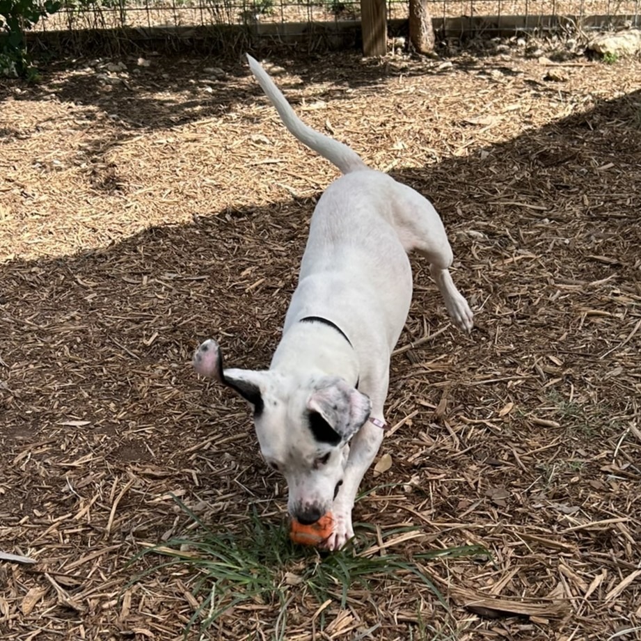 Cruella
