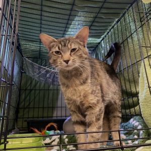 Ooo a is a sweet sweet mama kitty who had a rough start at first but has blossomed into this