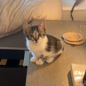 Meet Oliver - Oliver Ollie is a lover and also full of energy at the same time He loves to
