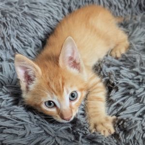 Sparky and Clutch grew up in a foster home with cats and dogs They are curious and playful kittens