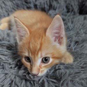 Sparky and Clutch grew up in a foster home with cats and dogs They are curious and playful kittens