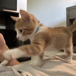 Meet Oscar- Oscar is an incredibly cuddly kitten When it is playtime he is quite energized but his 