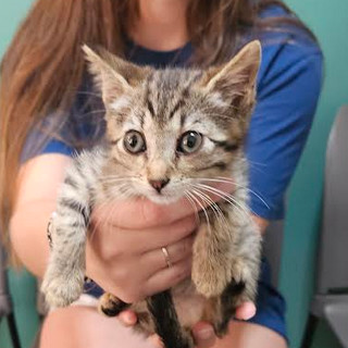 Peep, an adoptable Domestic Short Hair in Starkville, MS, 39760 | Photo Image 1