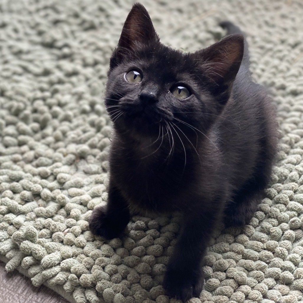 Alexa, an adoptable Domestic Medium Hair in Starkville, MS, 39760 | Photo Image 1