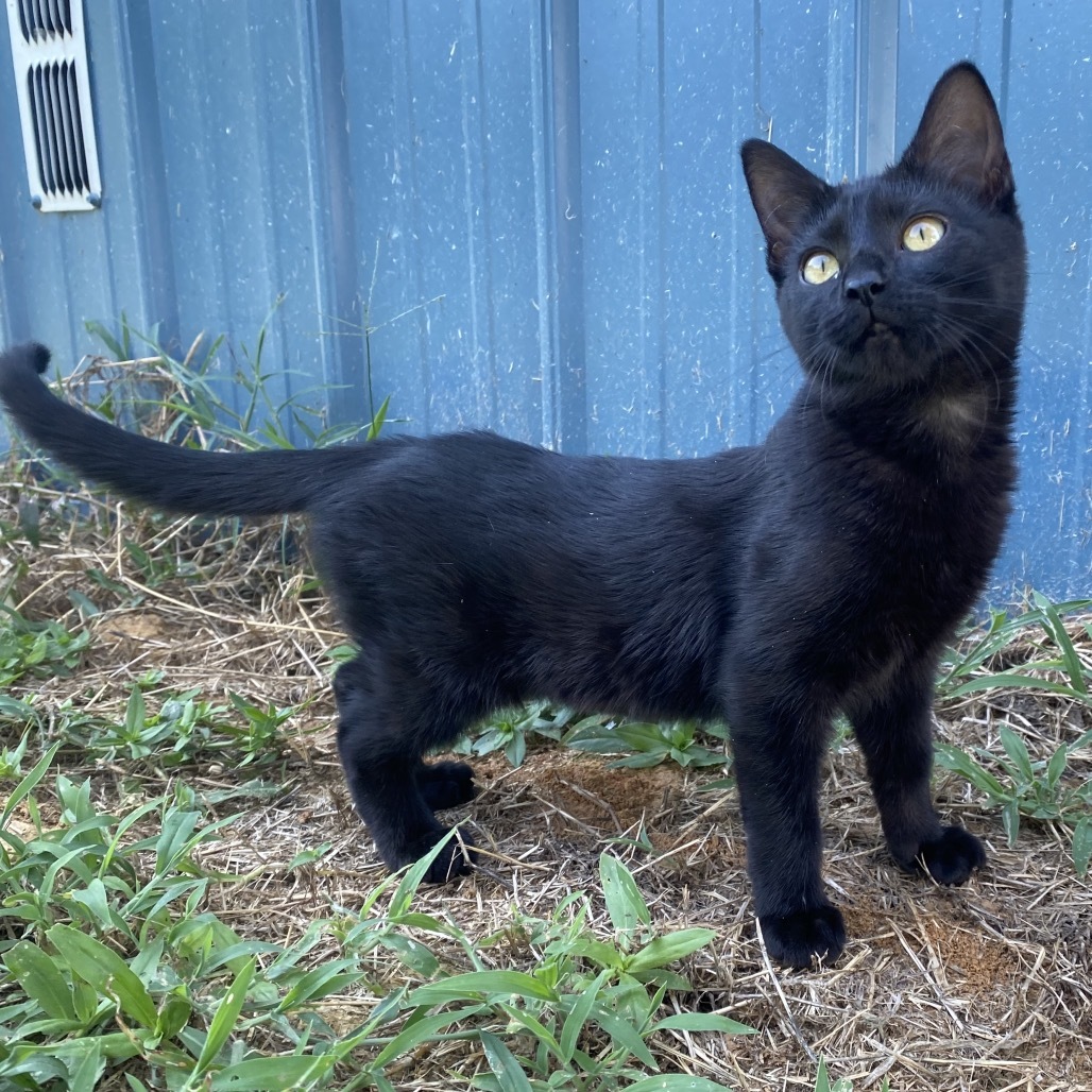 Alexa, an adoptable Domestic Medium Hair in Starkville, MS, 39760 | Photo Image 1