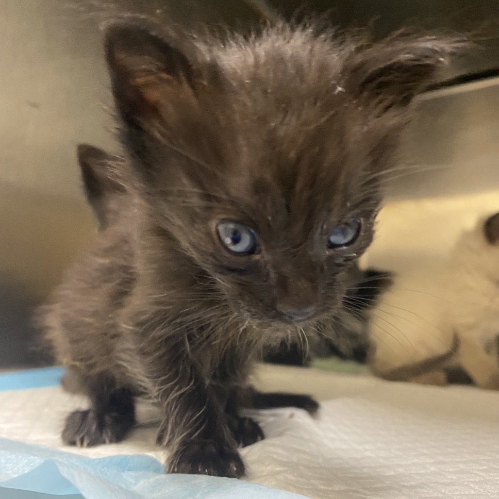 Alexa, an adoptable Domestic Medium Hair in Starkville, MS, 39760 | Photo Image 2