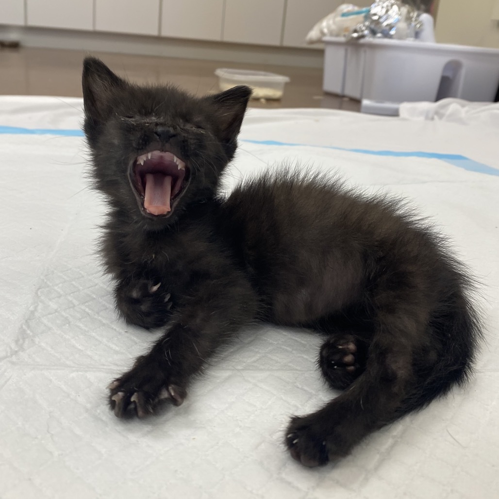Alexa, an adoptable Domestic Medium Hair in Starkville, MS, 39760 | Photo Image 3