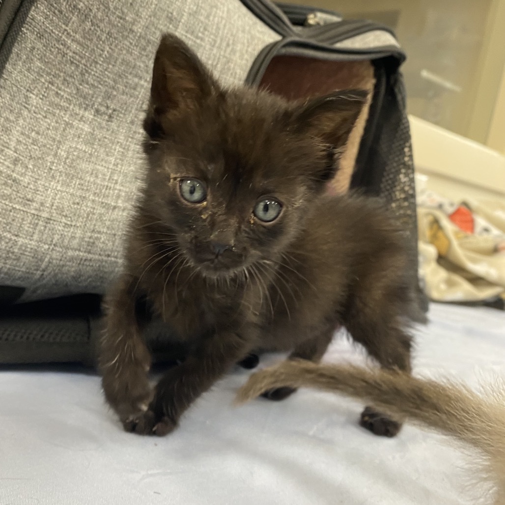 Alexa, an adoptable Domestic Medium Hair in Starkville, MS, 39760 | Photo Image 4