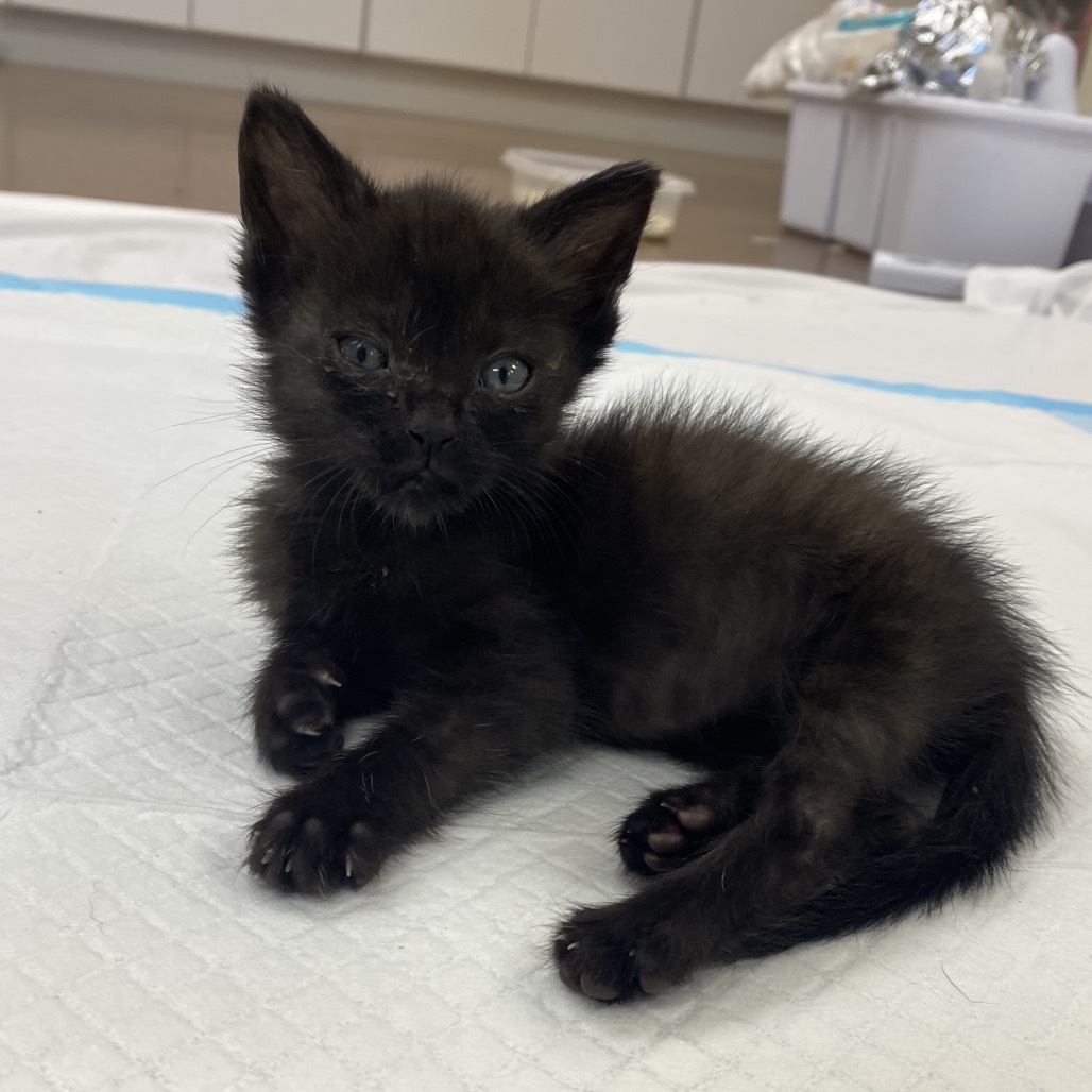 Alexa, an adoptable Domestic Medium Hair in Starkville, MS, 39760 | Photo Image 5