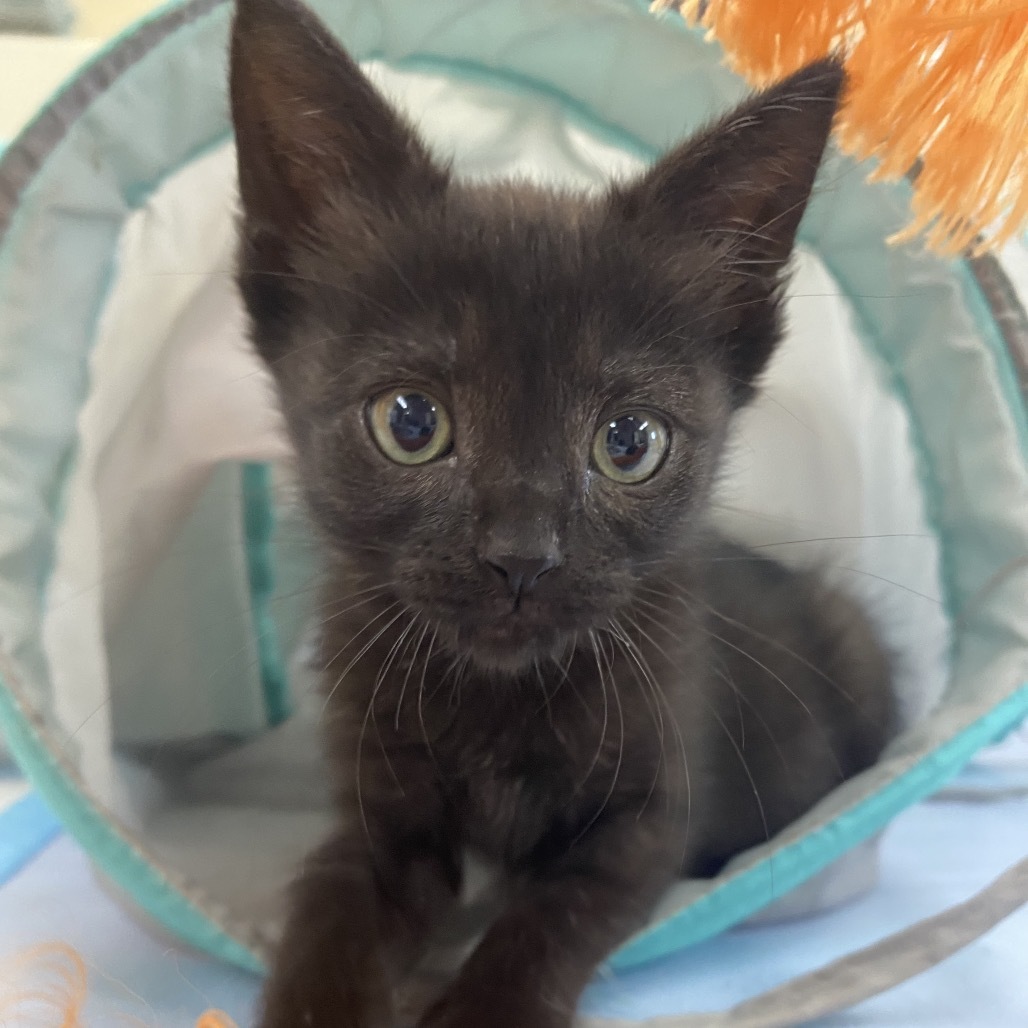 Alexa, an adoptable Domestic Medium Hair in Starkville, MS, 39760 | Photo Image 6