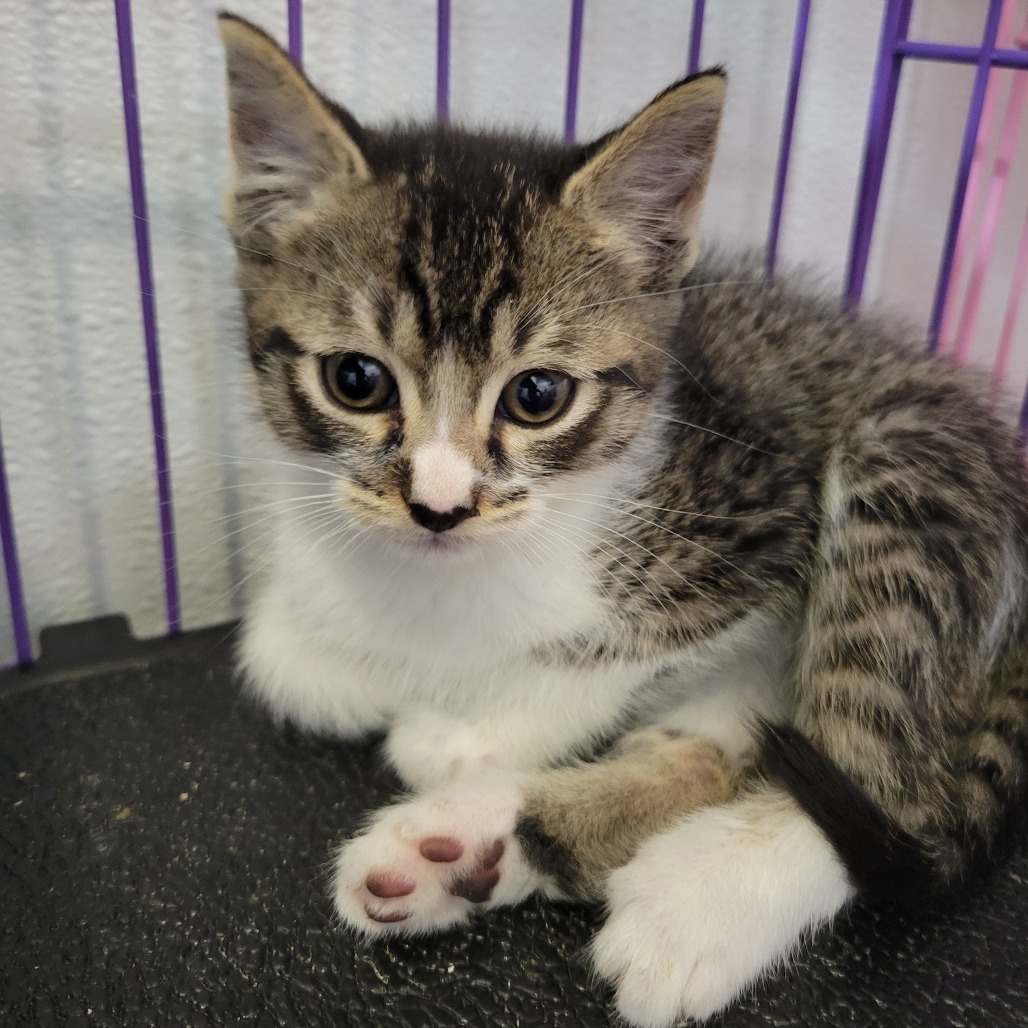 Sid, an adoptable Domestic Short Hair in Priest River, ID, 83856 | Photo Image 1