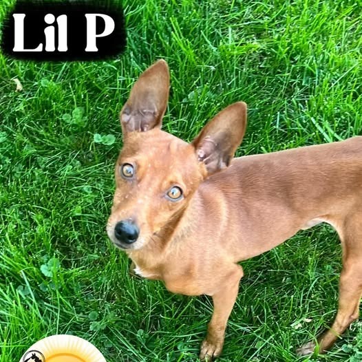 Peanut (Lil P)